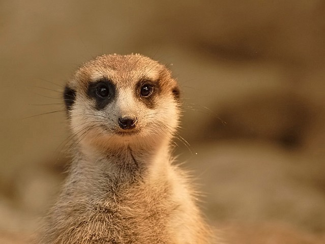 Erdmnnchen Zoo Kln